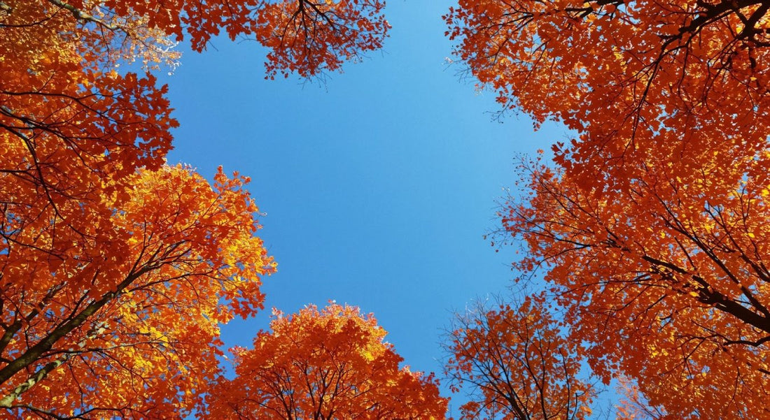 October Reflections: A Season of Intention